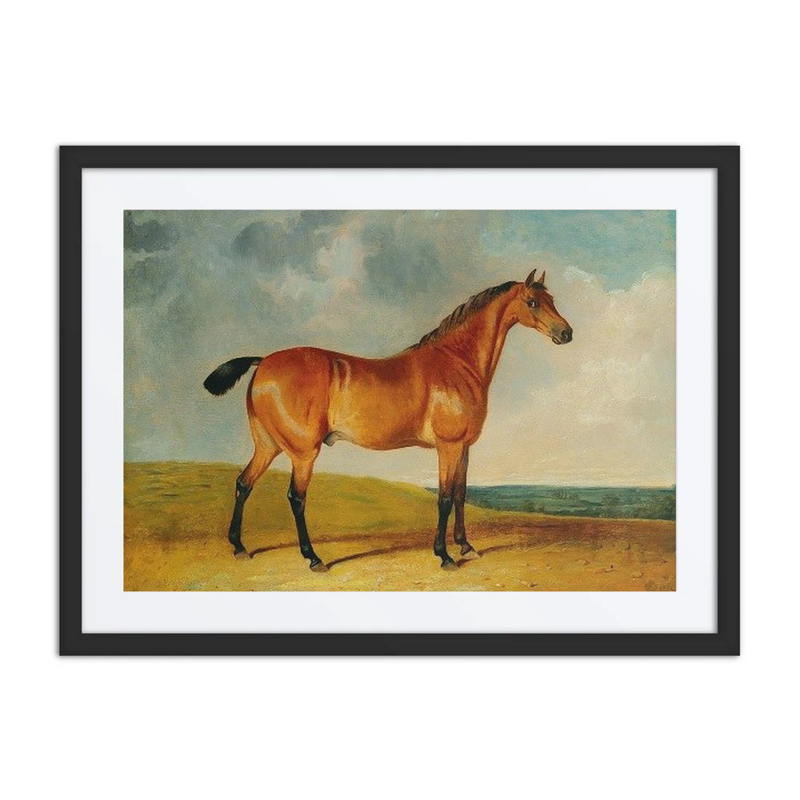 A Bay Horse in a Vast Landscape