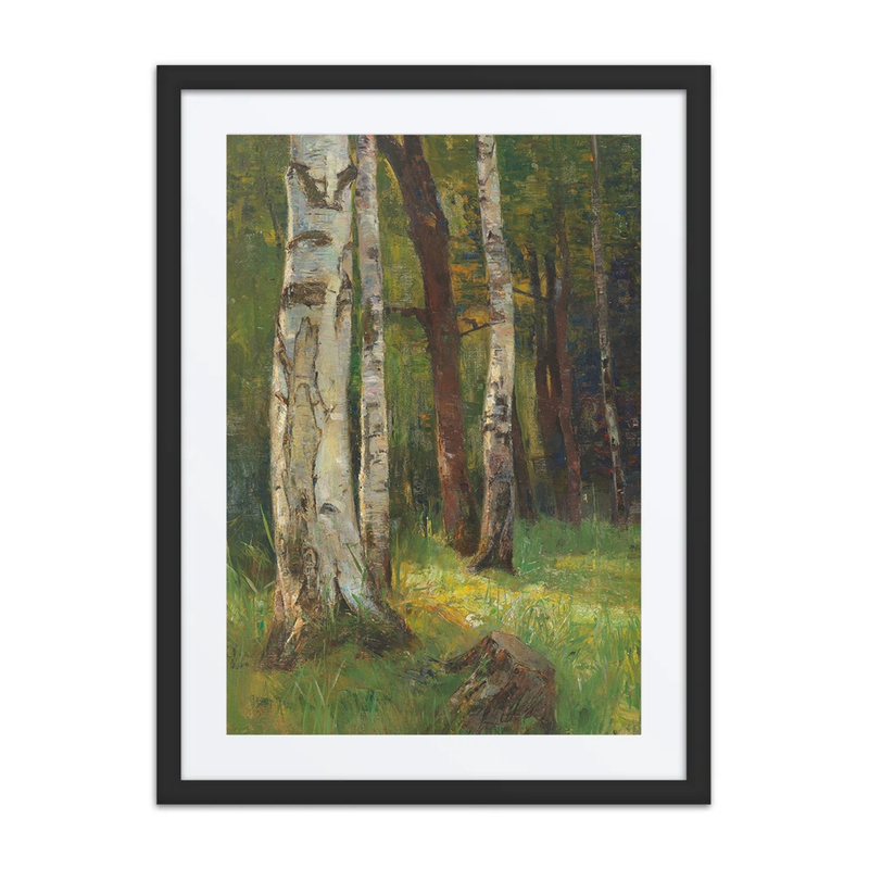 A Birch Forest