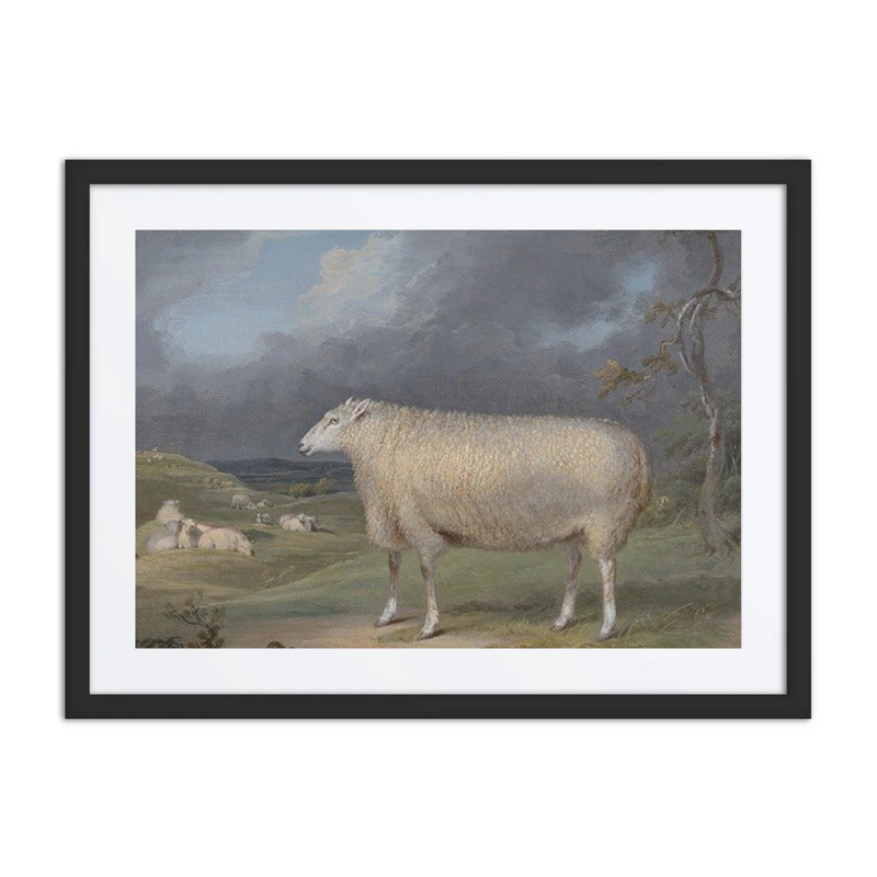 A Border Leicester Ewe
