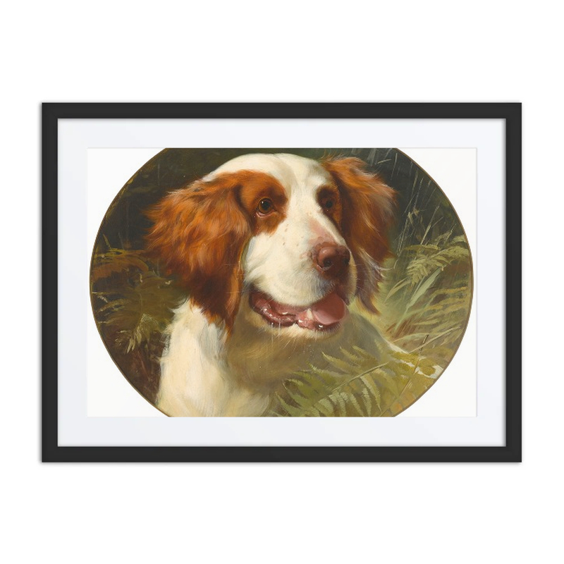 A Brittany Spaniel
