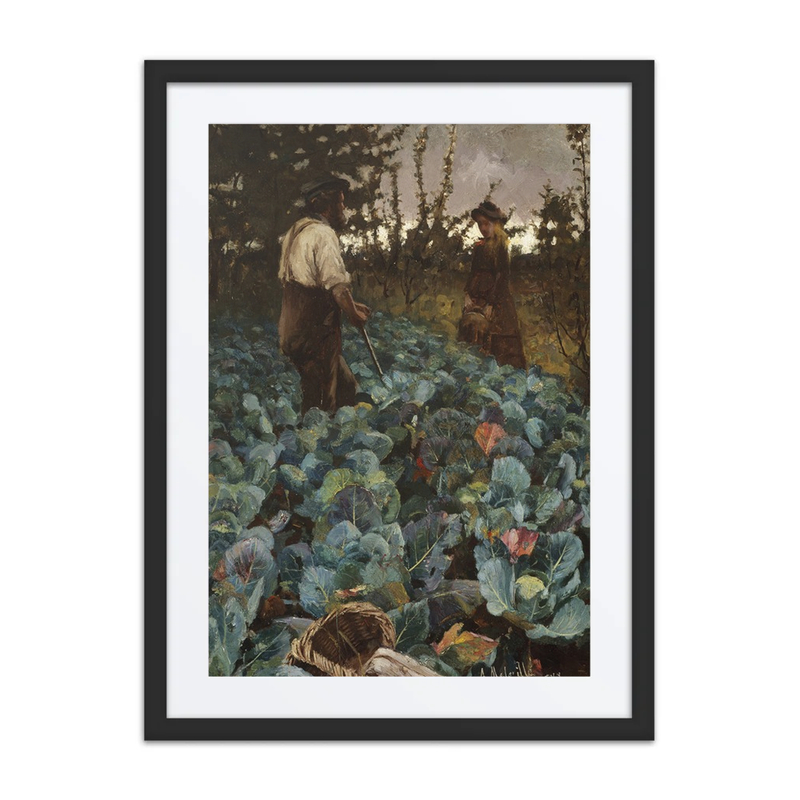 A Cabbage Garden