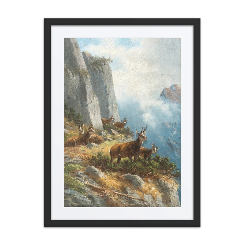 A Chamois High in the Mountains