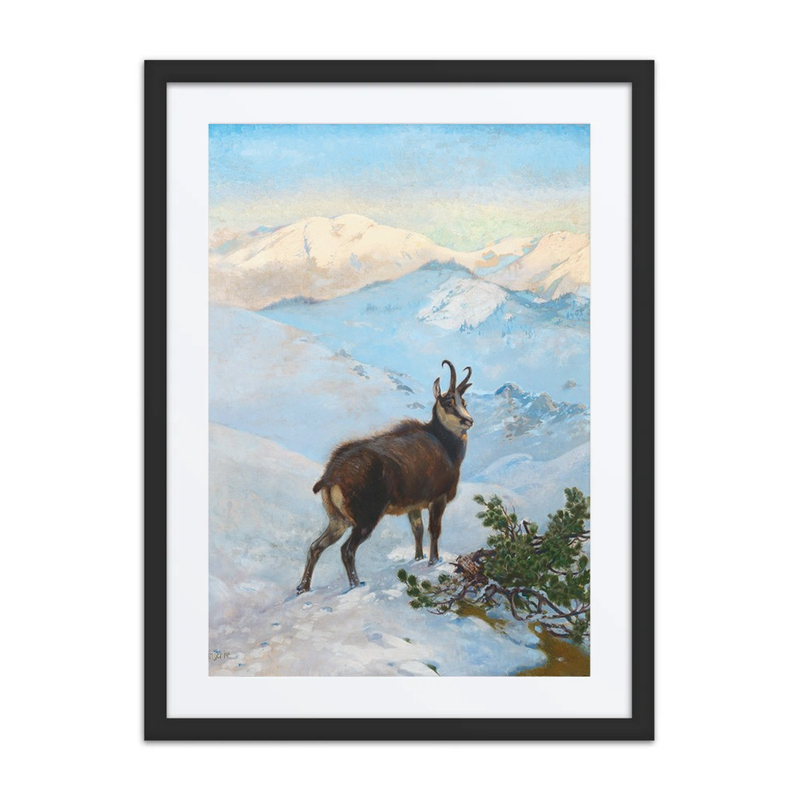 A Chamois in the Mountains