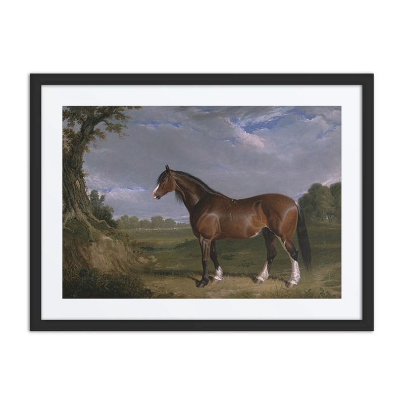 A Clydesdale Stallion