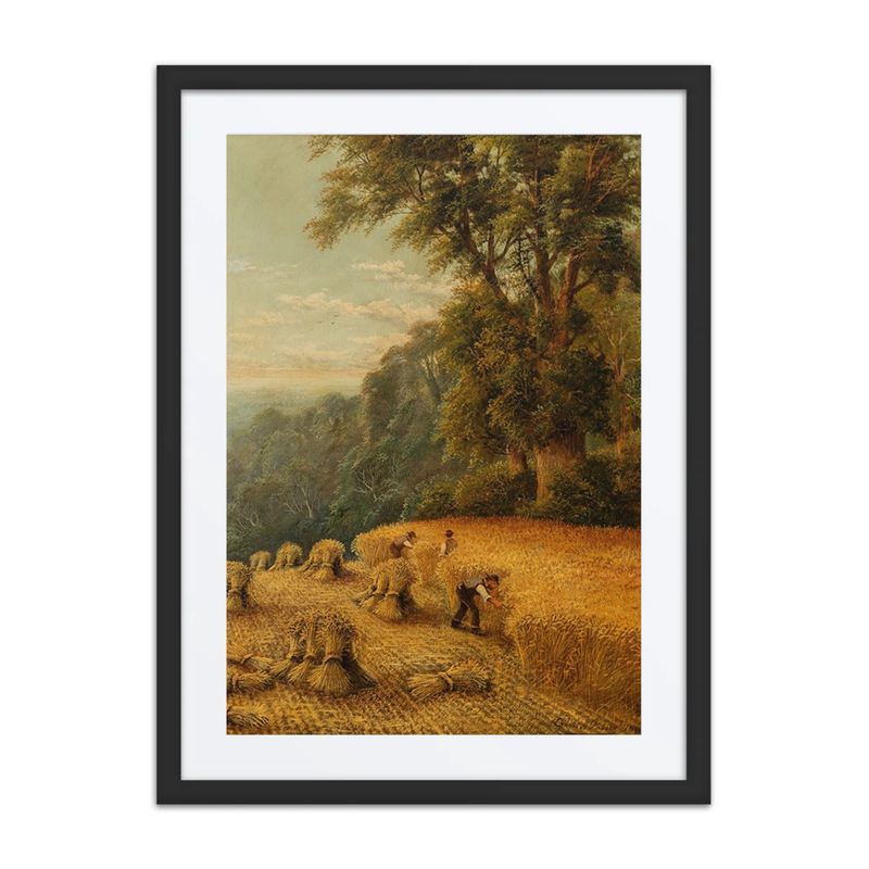 A Cornfield in Surrey
