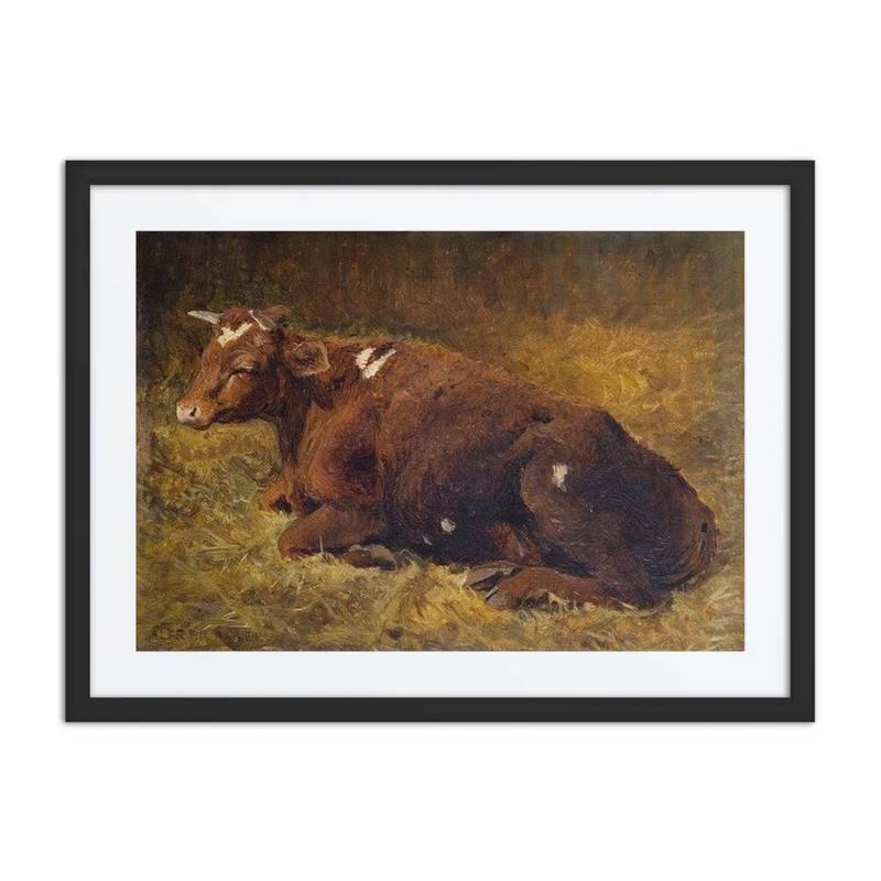 A Cow Lying on the Ground