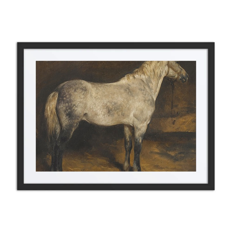 A Dapple Grey Horse