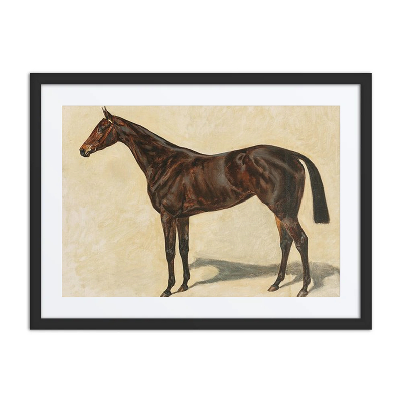 A Dark Brown Thoroughbred Mare