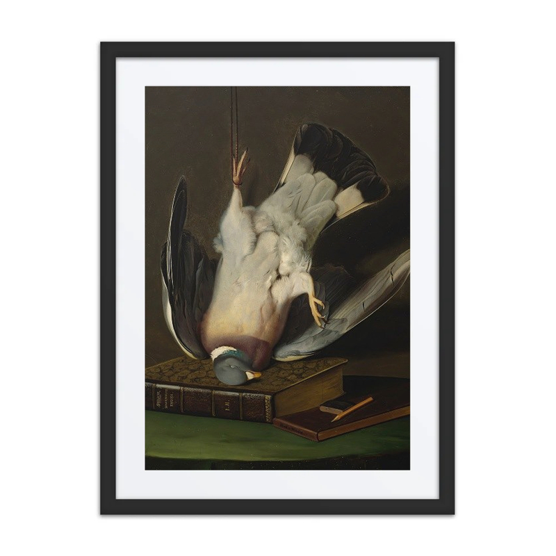 A Dead Wood Pigeon