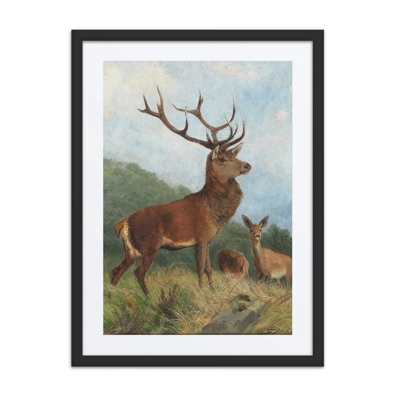 A Dominant Stag