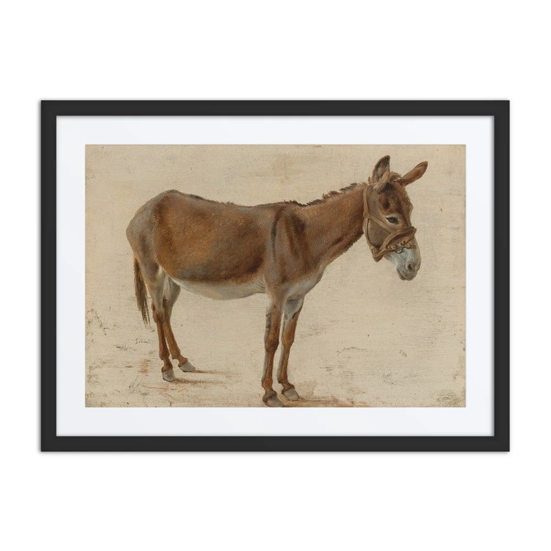 A Donkey