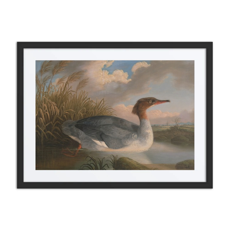A Dun Diver (Goosander)