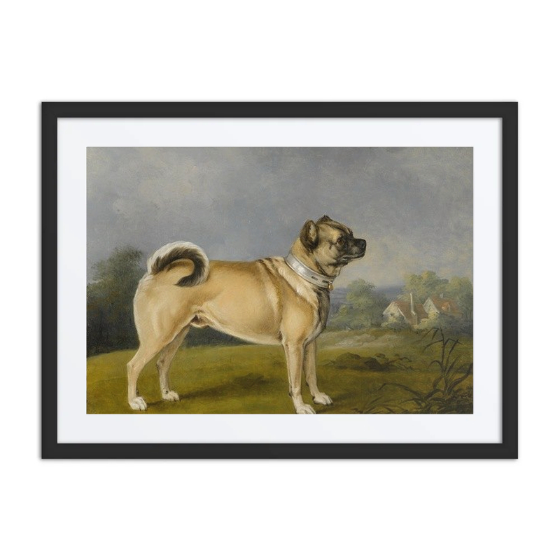 A Favorite Pug