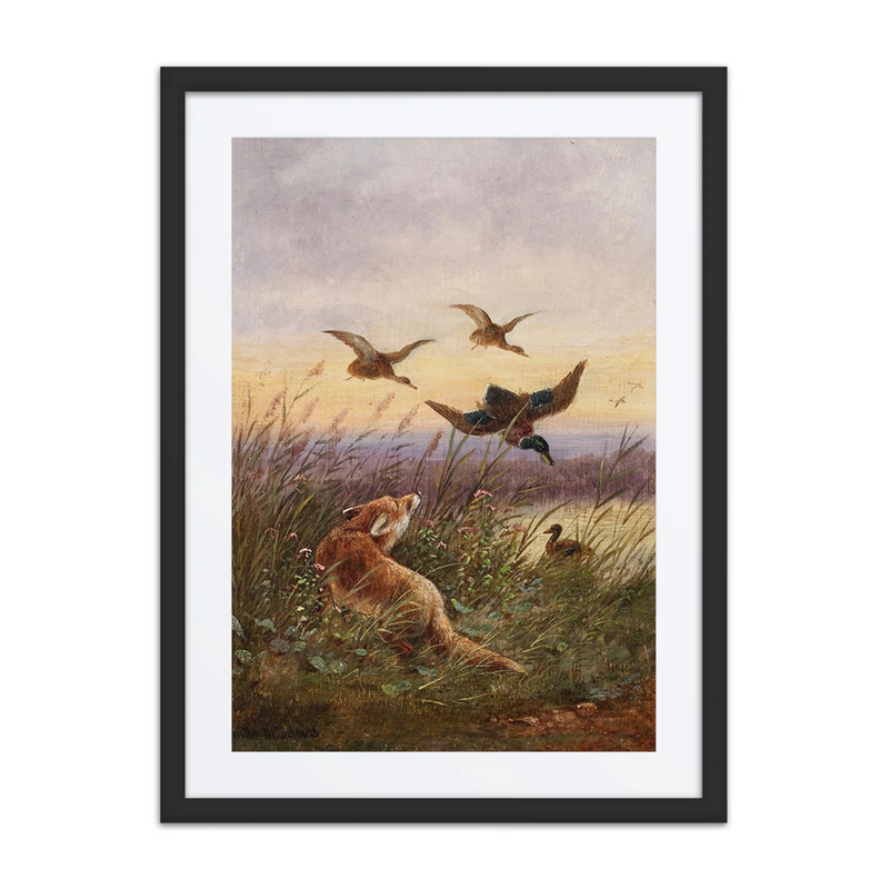 A Fox Hunting Ducks