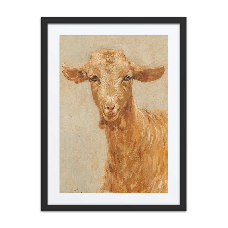 A Goat