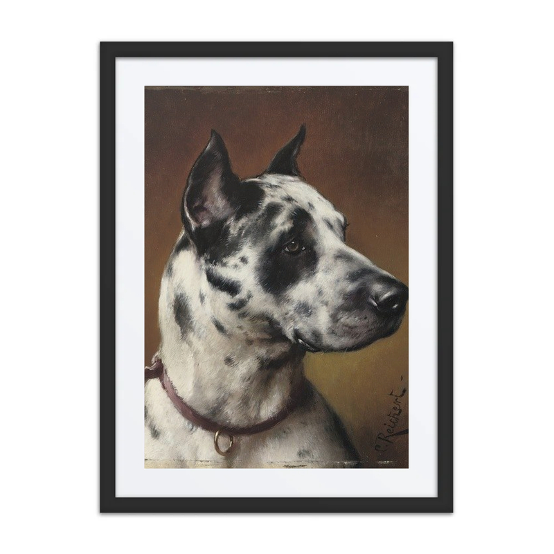 A Great Dane