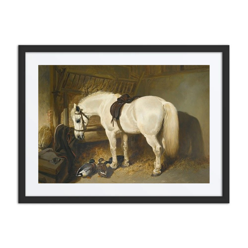 A Grey Pony in a Stable with Ducks