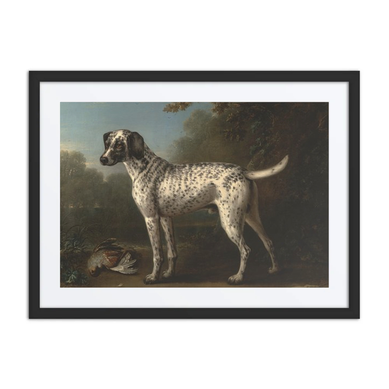 A Grey Spotted Hound