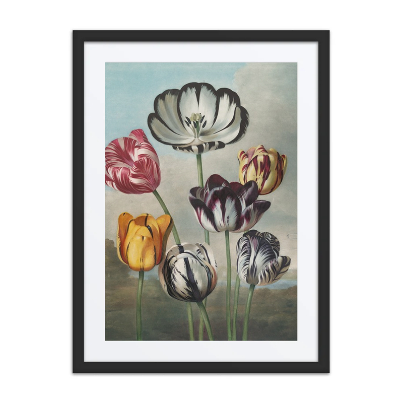 A Group of Tulips