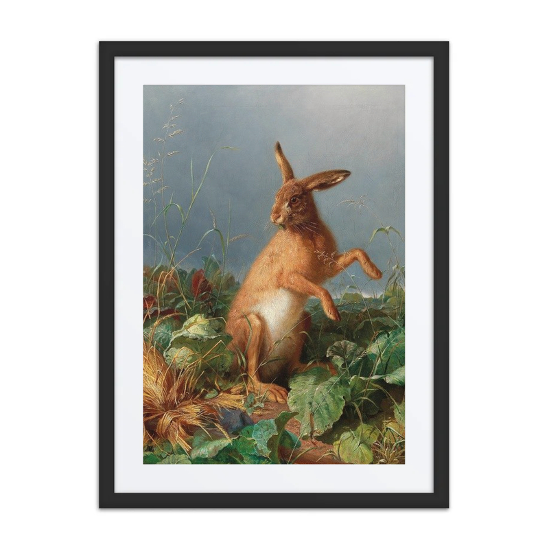 A Hare in the Field