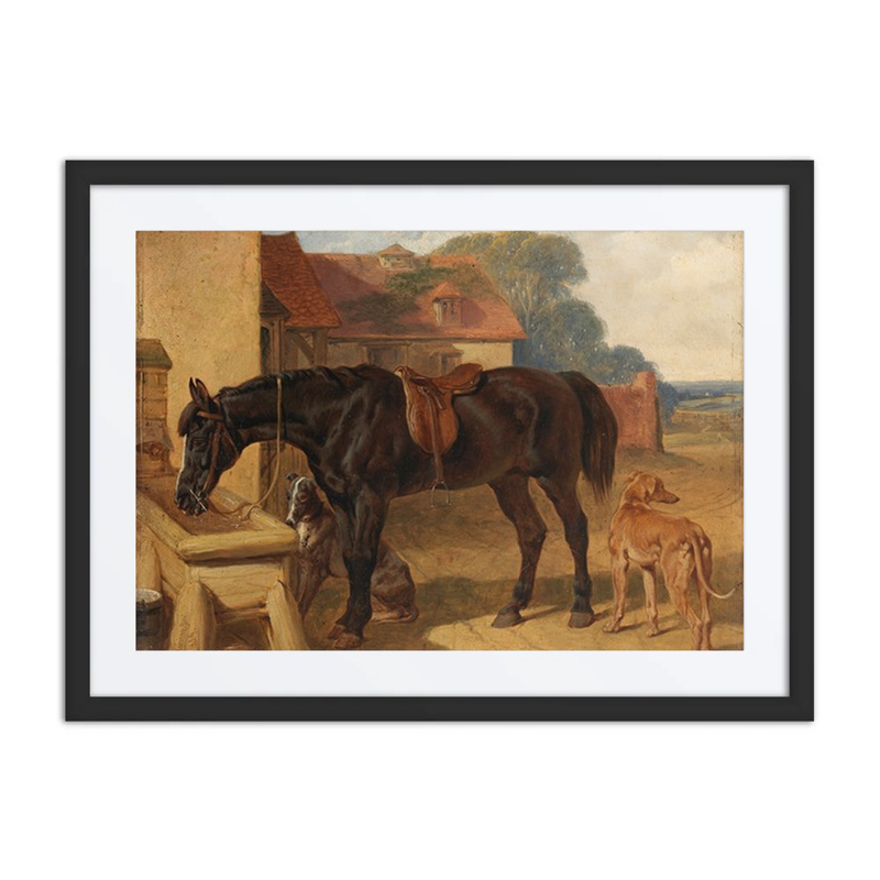 A Horse Drinking