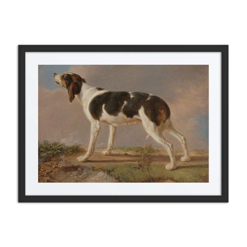 A Hunting Dog