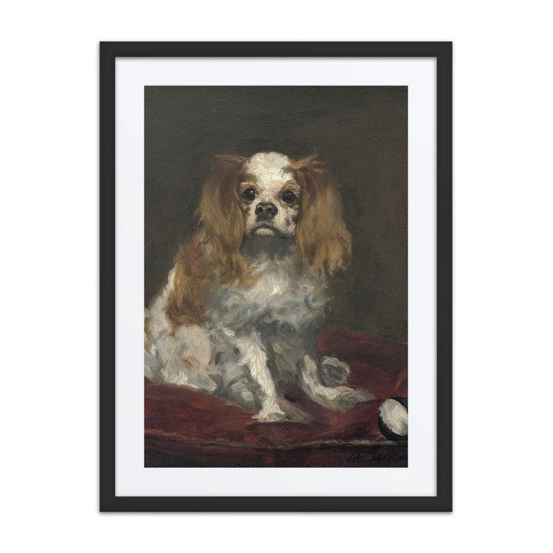 A King Charles Spaniel