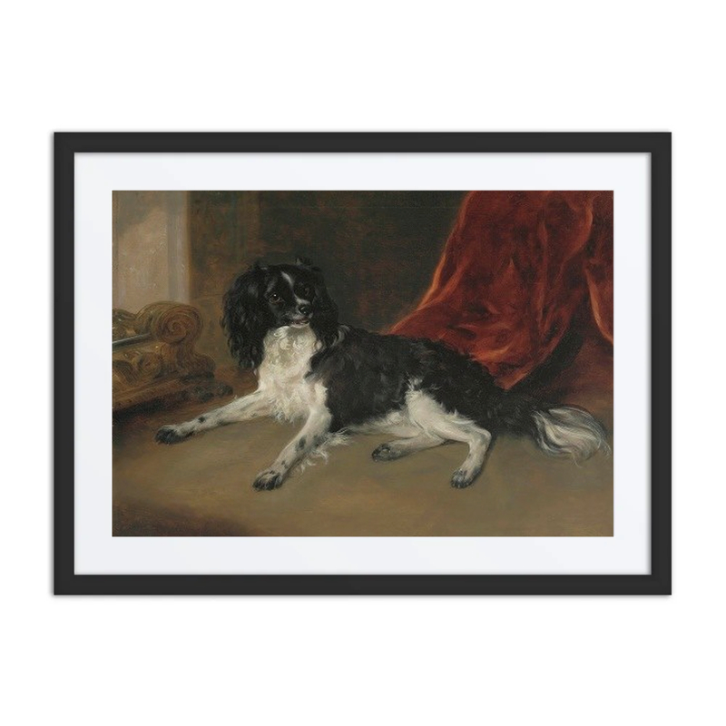 A King Charles Spaniel