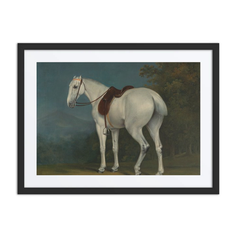A lady’s Grey Hunter
