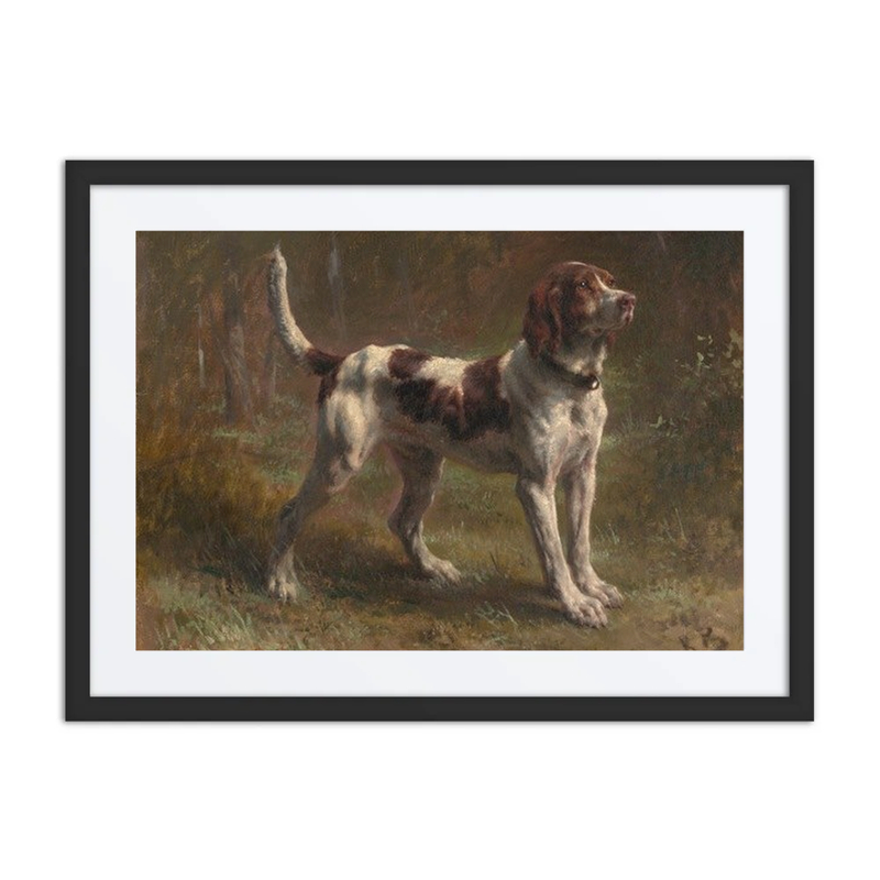 A Limier Briquet Hound