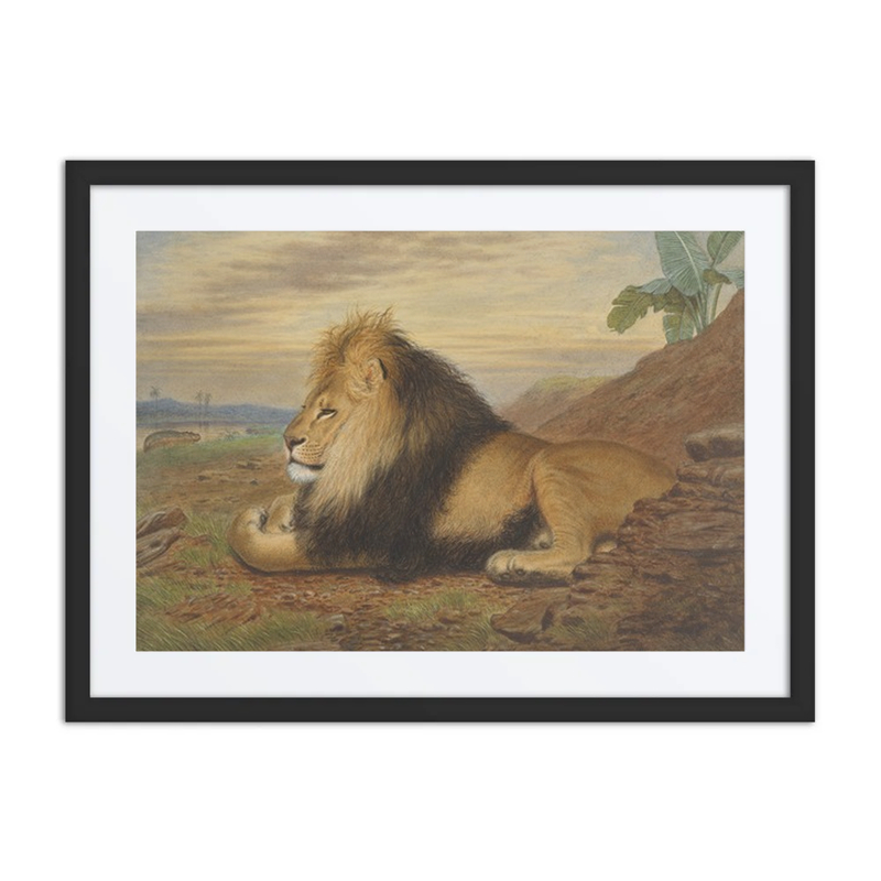 A Lion