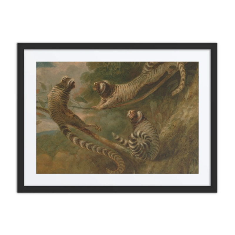 A Marmoset in Three Attitudes