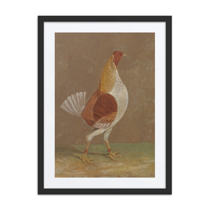 A Pale-Breasted Fighting Cock