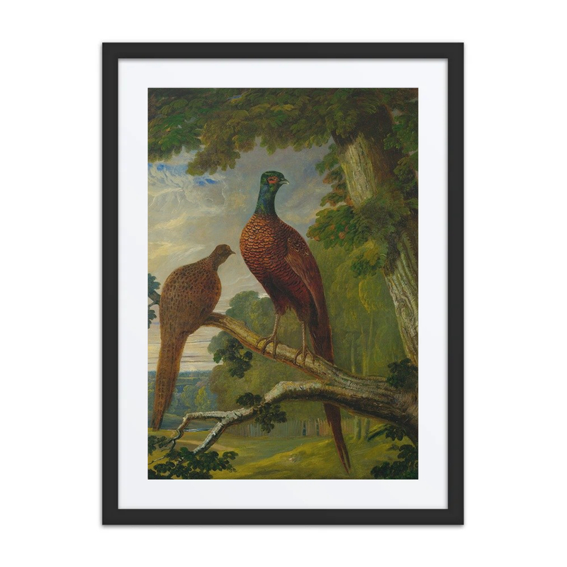 A Pheasant Cock and Hen