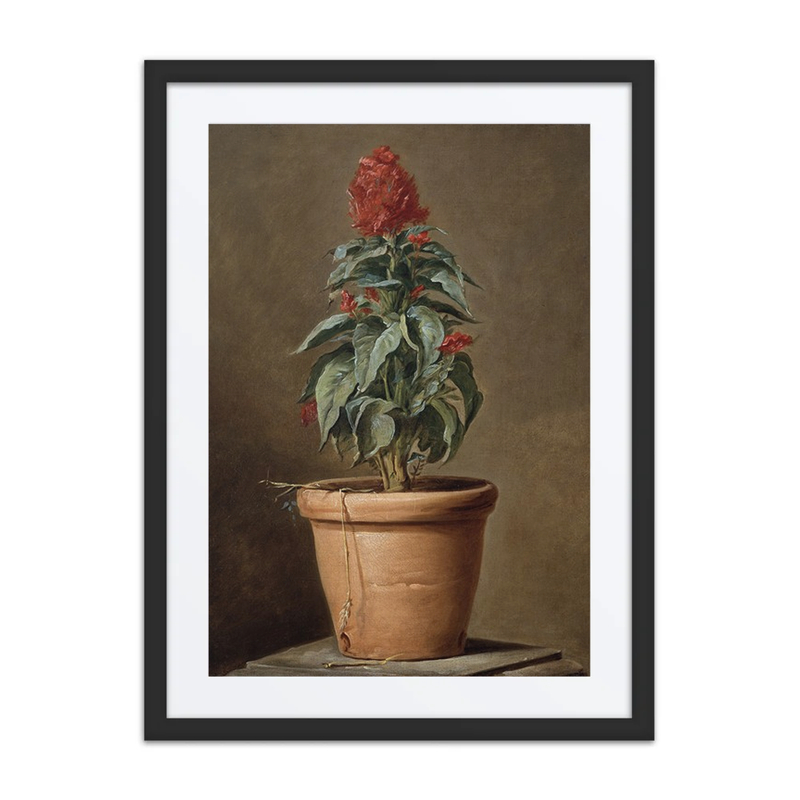 A Potted Plant