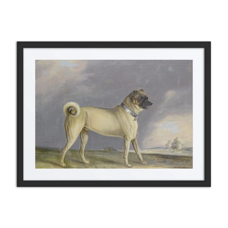 A Pug Dog