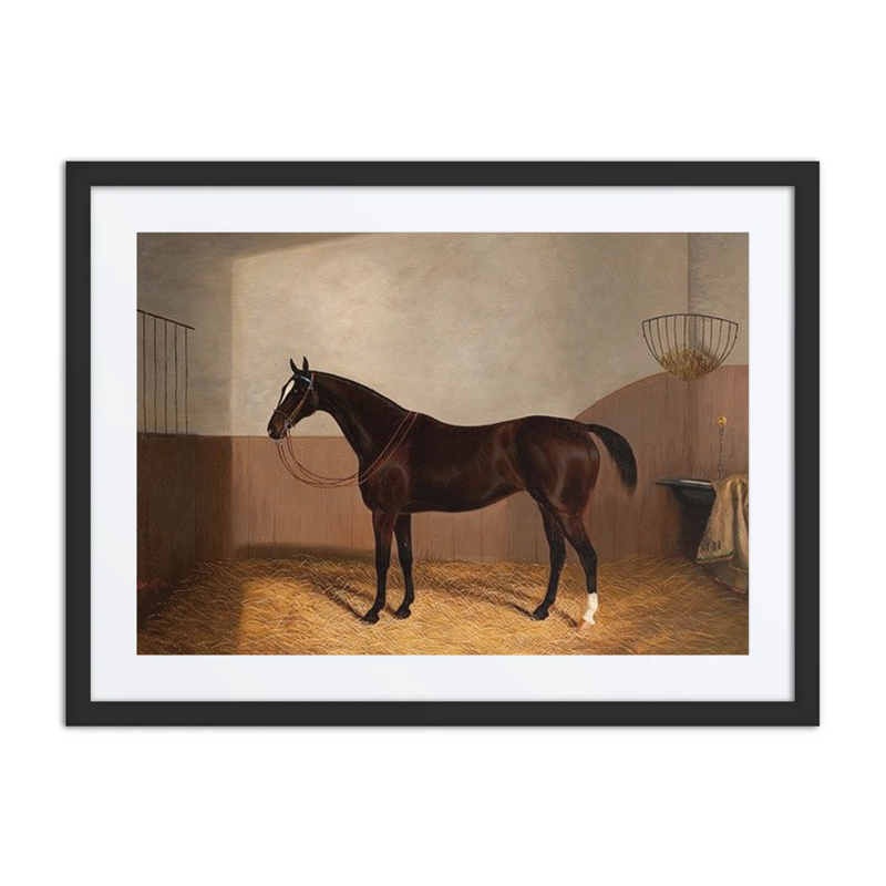 A Racehorse