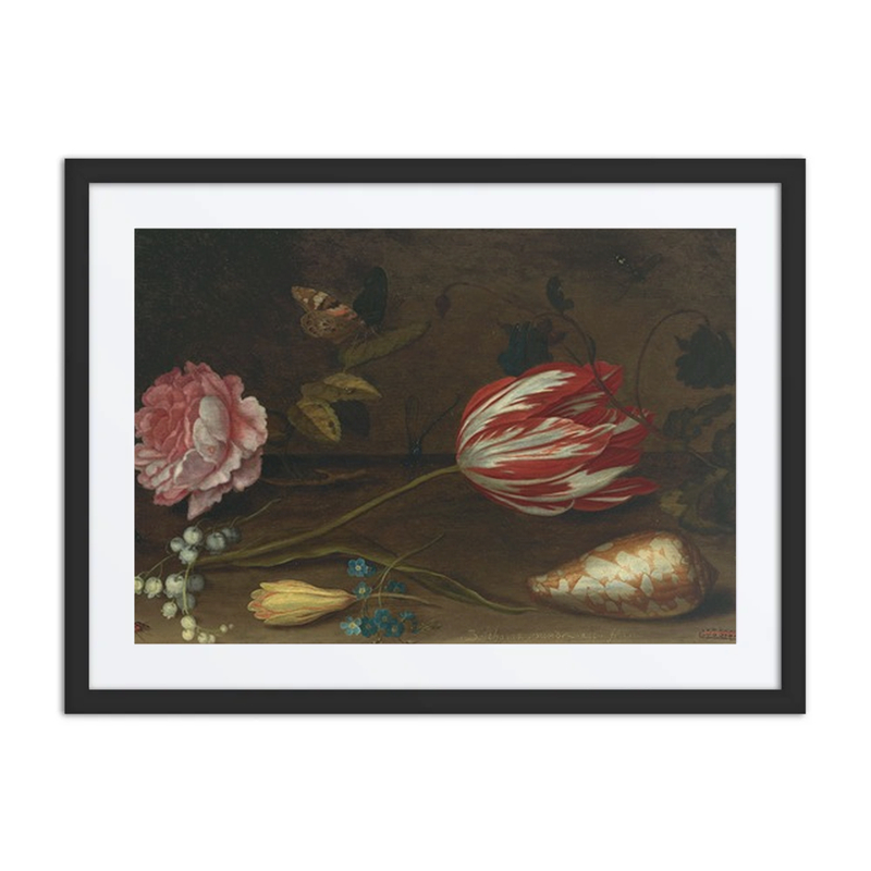 A Rose, a Tulip, Insects, and a Shell