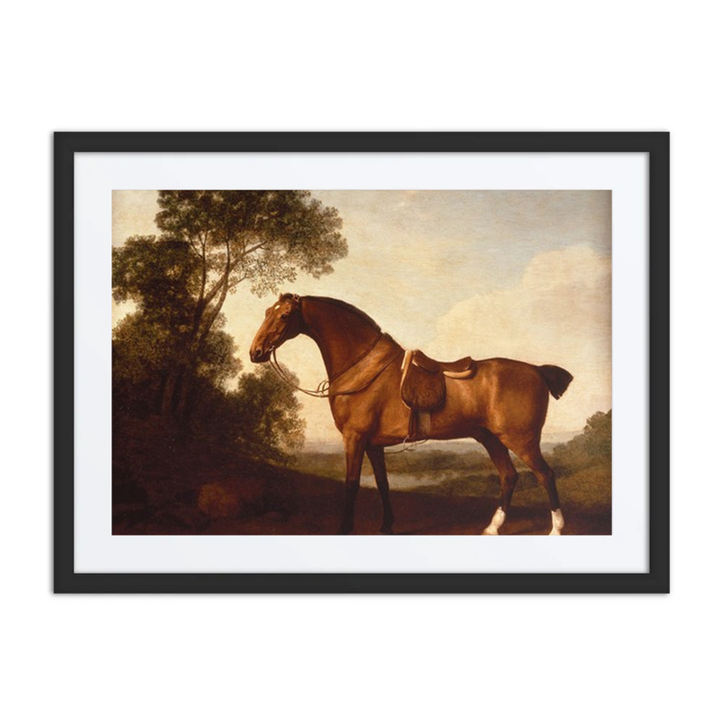 A Saddled Bay Hunter