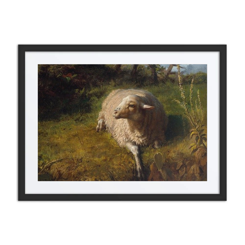 A Sheep at Rest