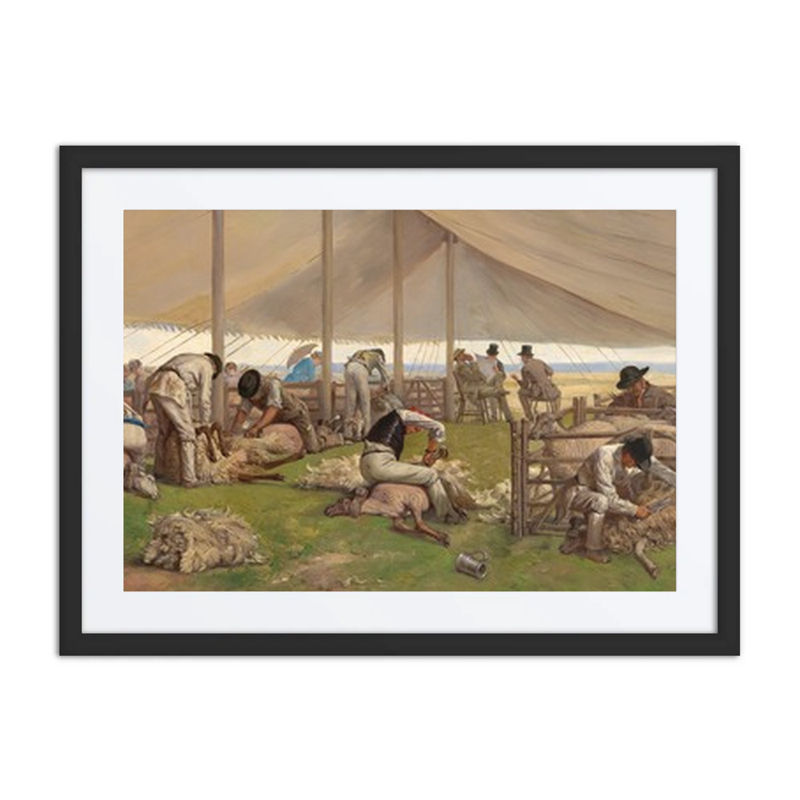 A Sheep Shearing Match