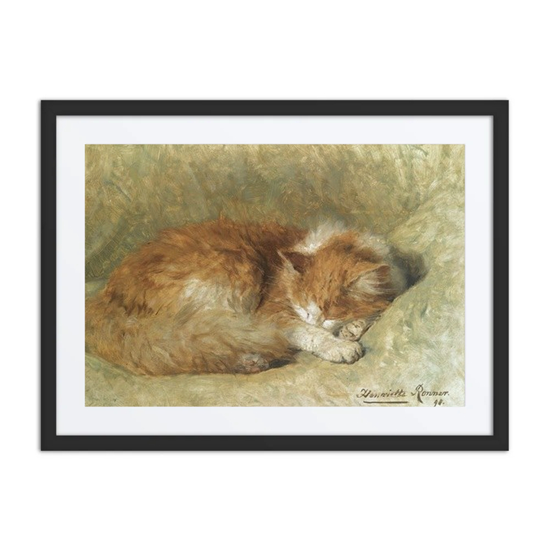 A Sleeping Cat