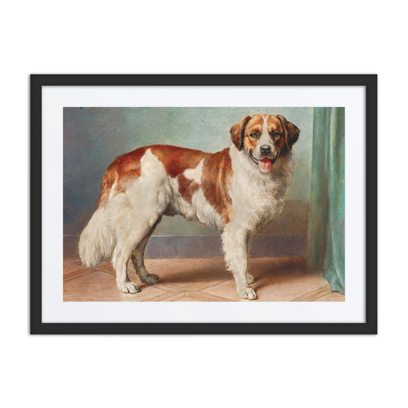 A St Bernard