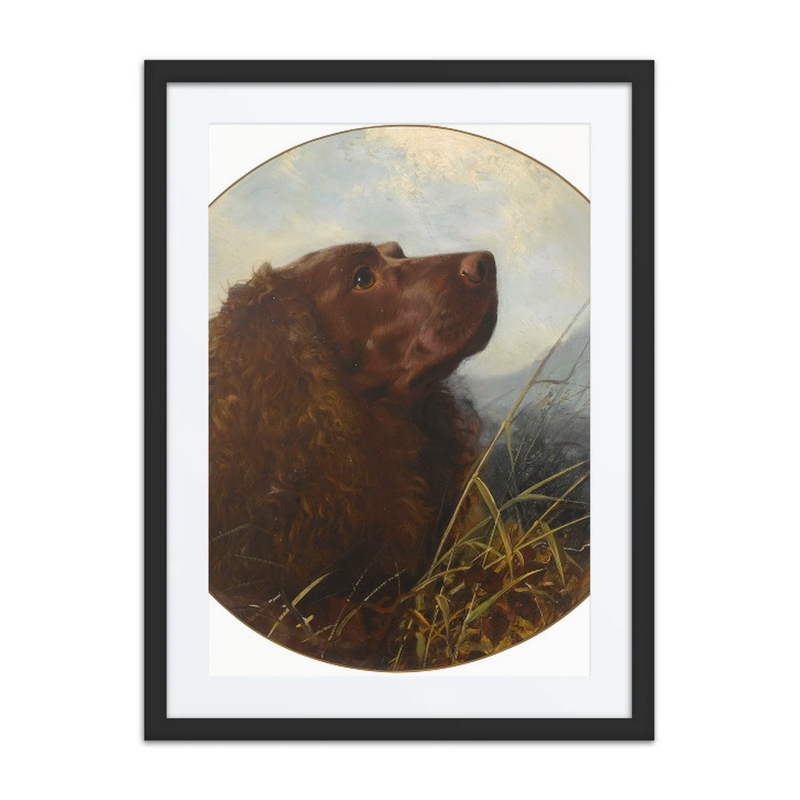 A Sussex Spaniel