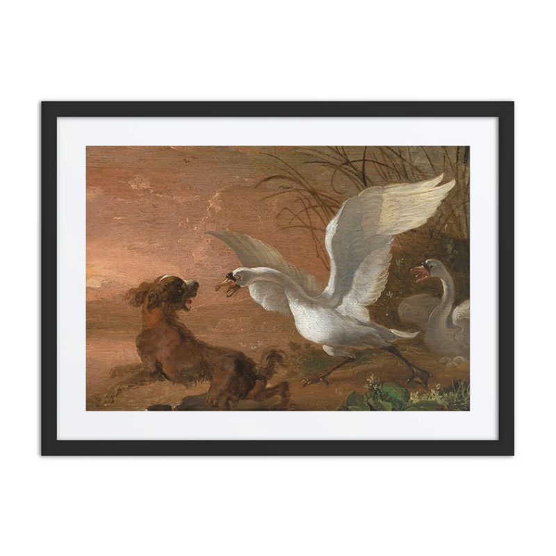 A Swan Attacking a Dog