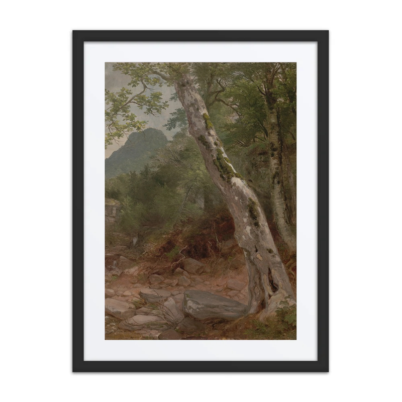 A Sycamore Tree, Plaaterkill Clove