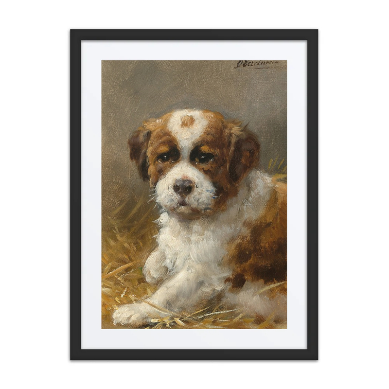 A Young St Bernard