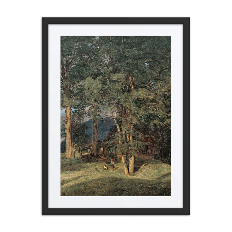 Ahornbäume Bei Ischl