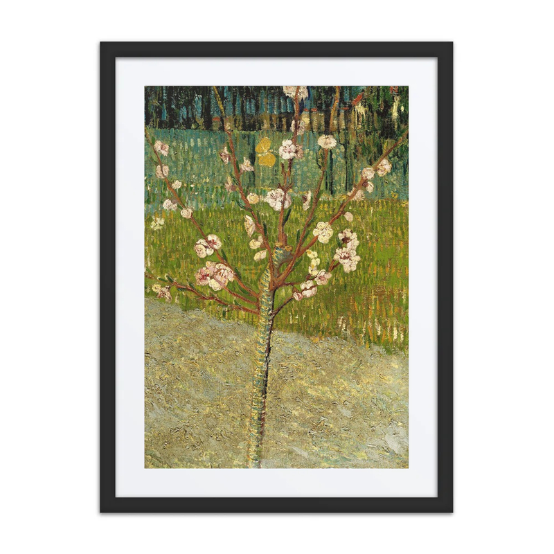 Almond Blossom