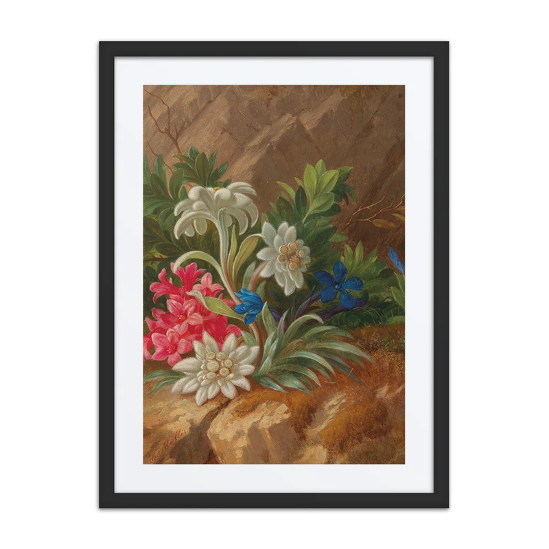 Alpenblumen